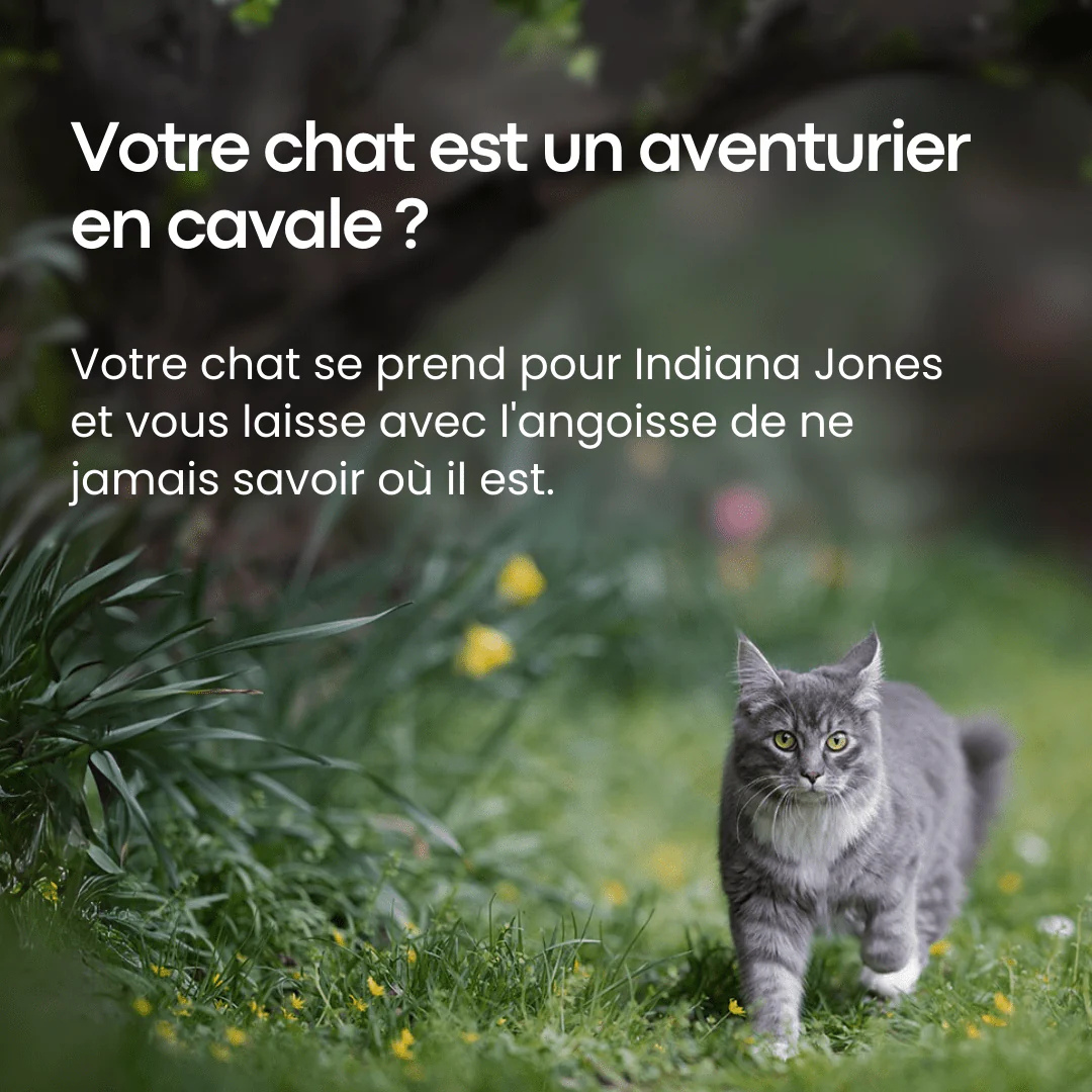 Collier chat GPS léger et étanche, gps pour chat sans abonnement avec suivi temps réel et collier anti étranglement